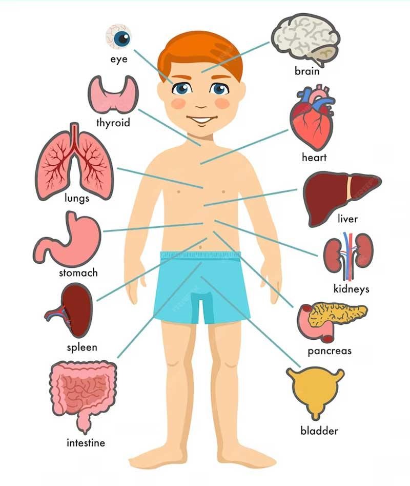 آموزش اعضای داخلی بدن به زبان انگلیسی