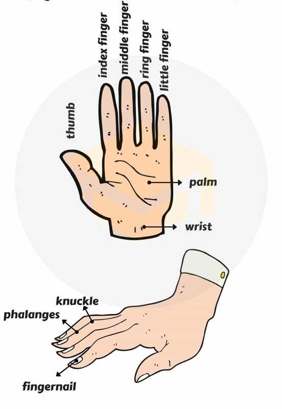 آموزش اجزای دست به زبان انگلیسی