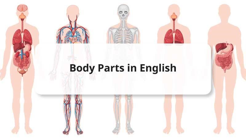 آموزش اعضای بدن به زبان انگلیسی